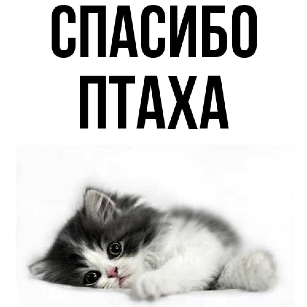 Открытка на каждый день с именем, Птаха Спасибо черный и белый кот Прикольная открытка с пожеланием онлайн скачать бесплатно 