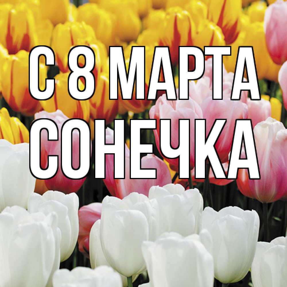 Открытка на каждый день с именем, Сонечка C 8 МАРТА разноцветные цветы Прикольная открытка с пожеланием онлайн скачать бесплатно 