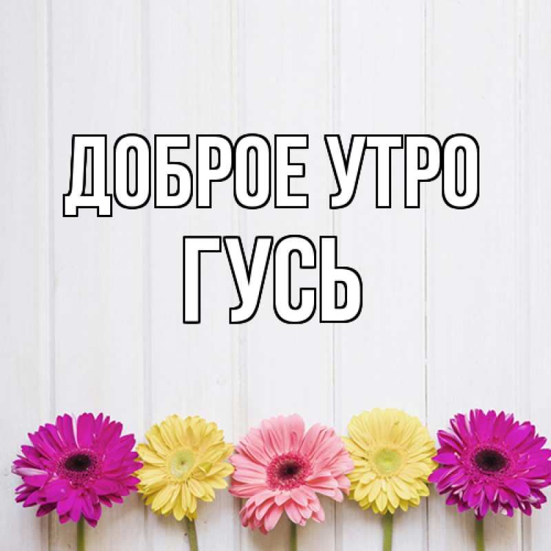 Картинка Доброе утро, Гусь