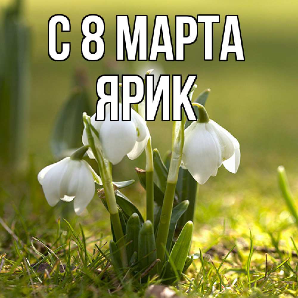 Открытка на каждый день с именем, Ярик C 8 МАРТА ранние цветы 2 Прикольная открытка с пожеланием онлайн скачать бесплатно 