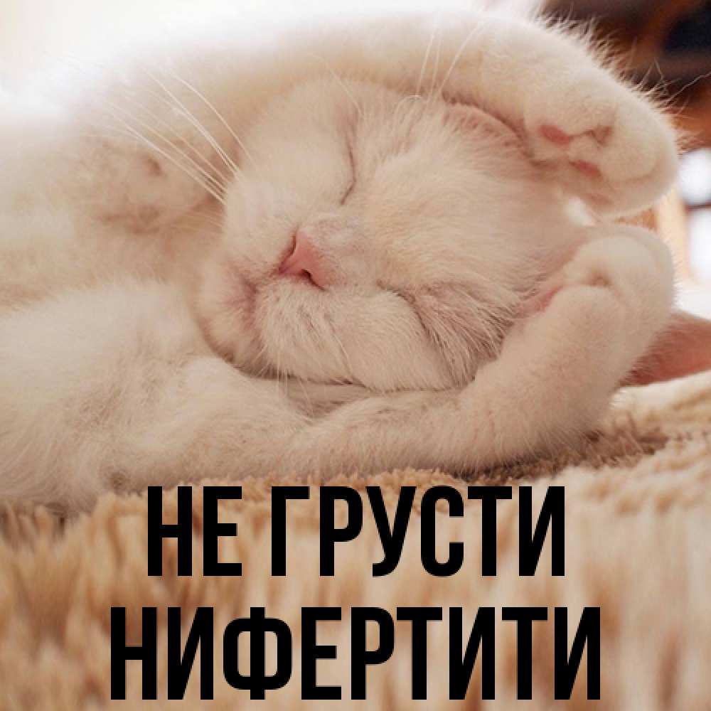 Открытка на каждый день с именем, Нифертити Не грусти Котенок спит Прикольная открытка с пожеланием онлайн скачать бесплатно 
