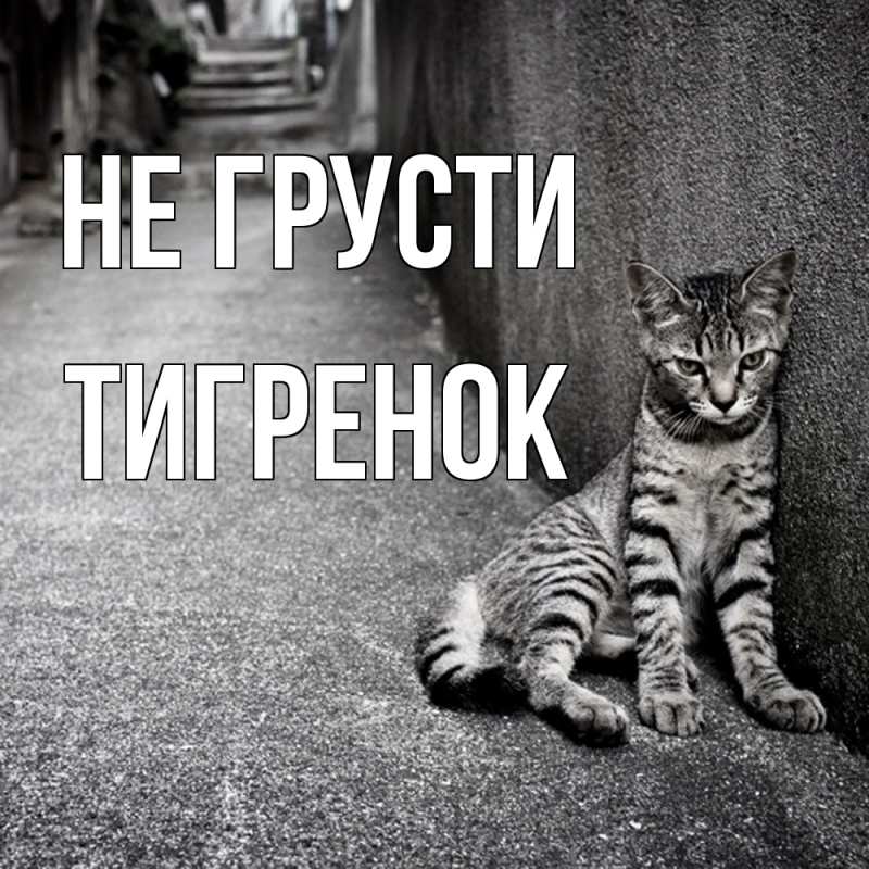 Картинка Не грусти, Тигpенок