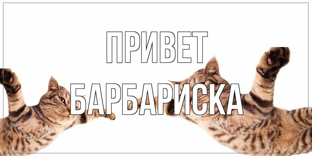 Открытка на каждый день с именем, барбариска Привет кот Прикольная открытка с пожеланием онлайн скачать бесплатно 