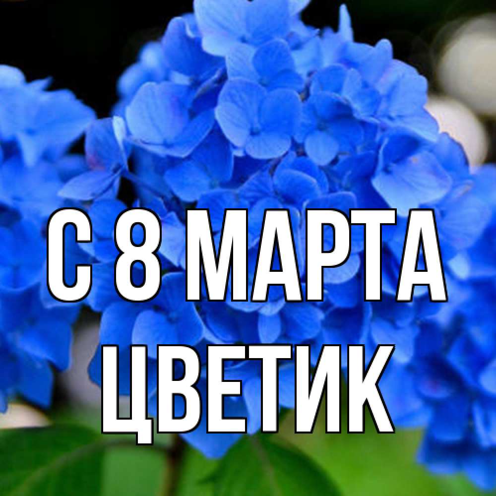 Открытка на каждый день с именем, цветик C 8 МАРТА синие цветы Прикольная открытка с пожеланием онлайн скачать бесплатно 