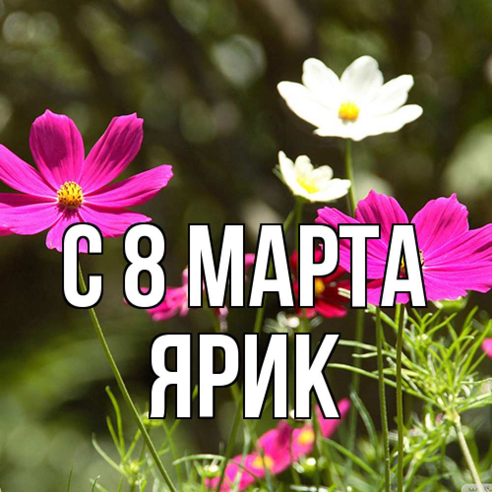 Открытка на каждый день с именем, Ярик C 8 МАРТА цветы Прикольная открытка с пожеланием онлайн скачать бесплатно 