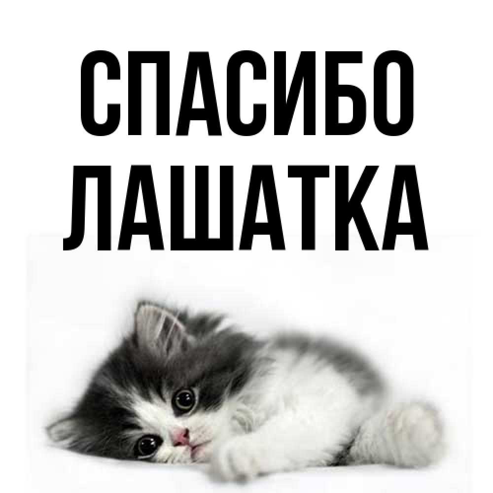 Открытка на каждый день с именем, Лашатка Спасибо черный и белый кот Прикольная открытка с пожеланием онлайн скачать бесплатно 
