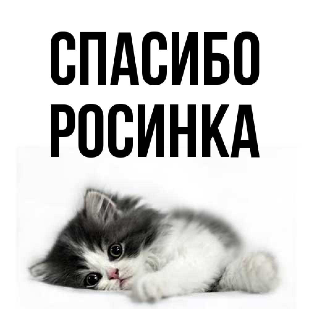 Открытка на каждый день с именем, Росинка Спасибо черный и белый кот Прикольная открытка с пожеланием онлайн скачать бесплатно 