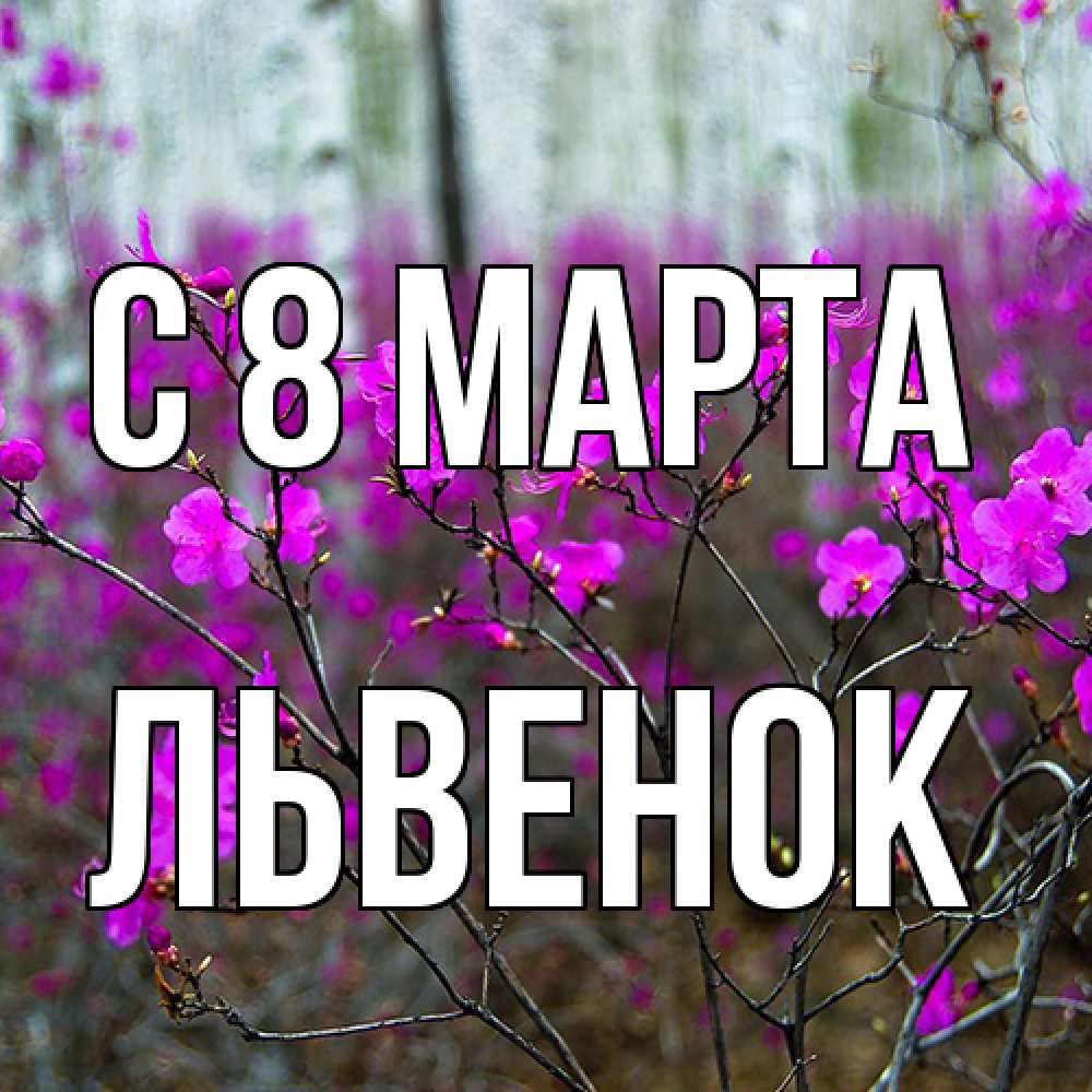 Открытка на каждый день с именем, Львенок C 8 МАРТА дикие цветы Прикольная открытка с пожеланием онлайн скачать бесплатно 
