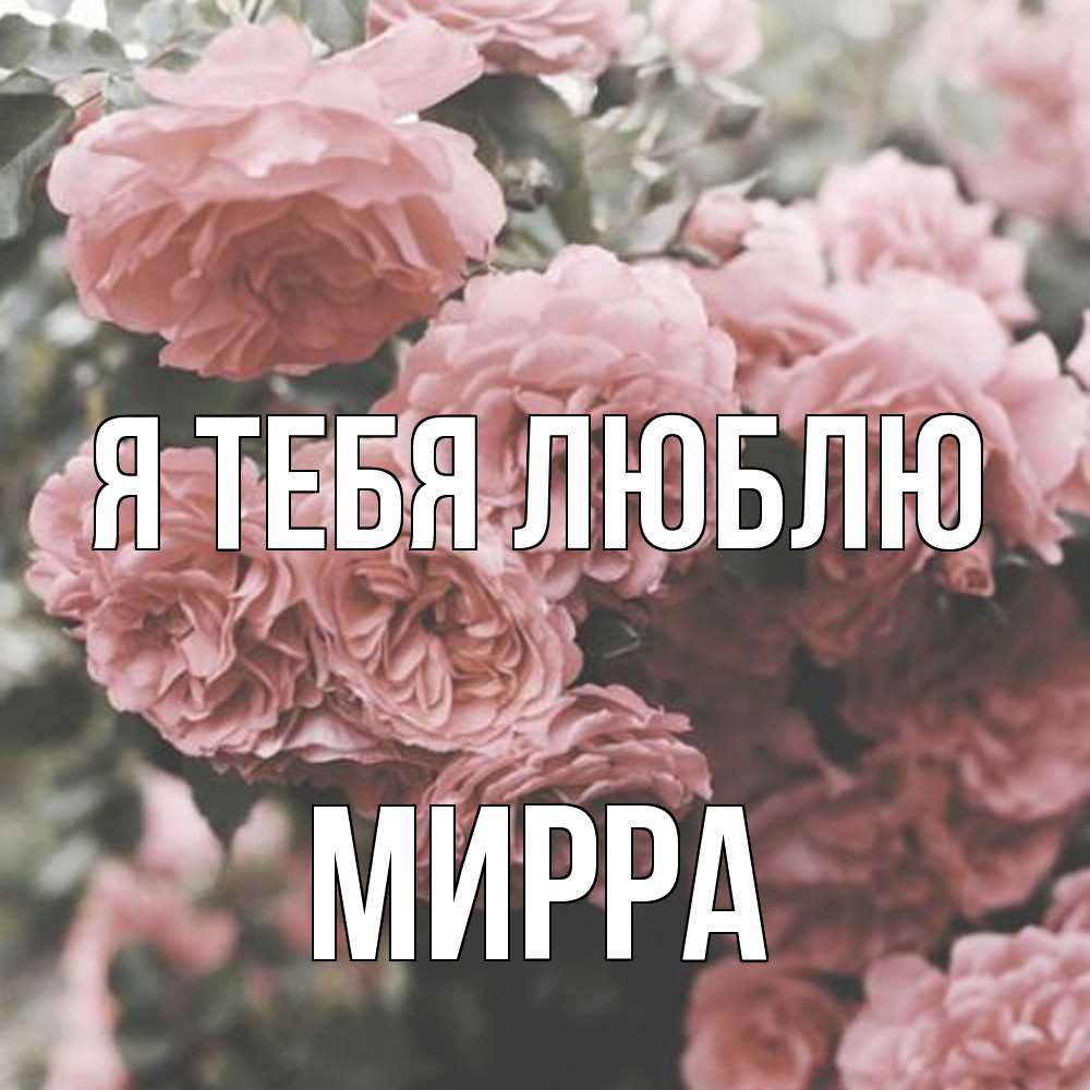 Открытка на каждый день с именем, Мирра Я тебя люблю розы 3 Прикольная открытка с пожеланием онлайн скачать бесплатно 