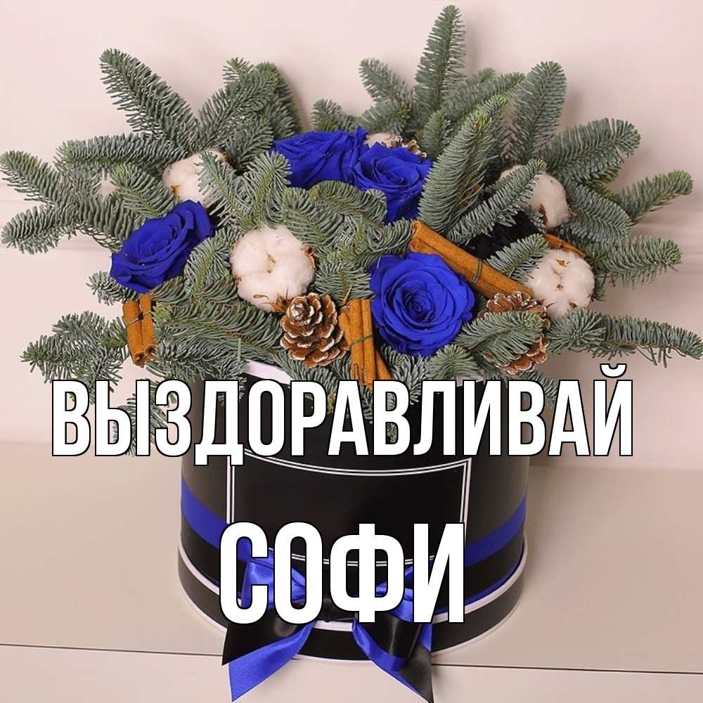 Открытка на каждый день с именем, Софи Выздоравливай короче кто то загрузил эти шишки Прикольная открытка с пожеланием онлайн скачать бесплатно 