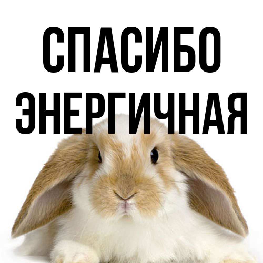 Открытка на каждый день с именем, Энергичная Спасибо коричнево белый заяц Прикольная открытка с пожеланием онлайн скачать бесплатно 