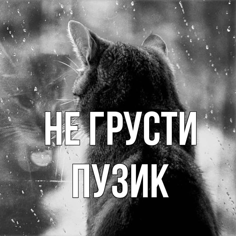 Открытка на каждый день с именем, Пузик Не грусти отражение кота 1 Прикольная открытка с пожеланием онлайн скачать бесплатно 