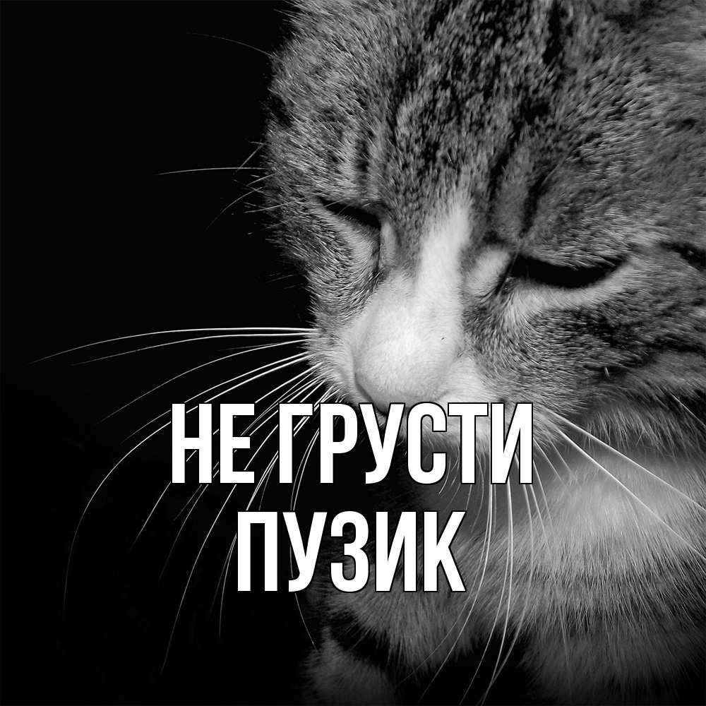 Открытка на каждый день с именем, Пузик Не грусти грустный котик Прикольная открытка с пожеланием онлайн скачать бесплатно 
