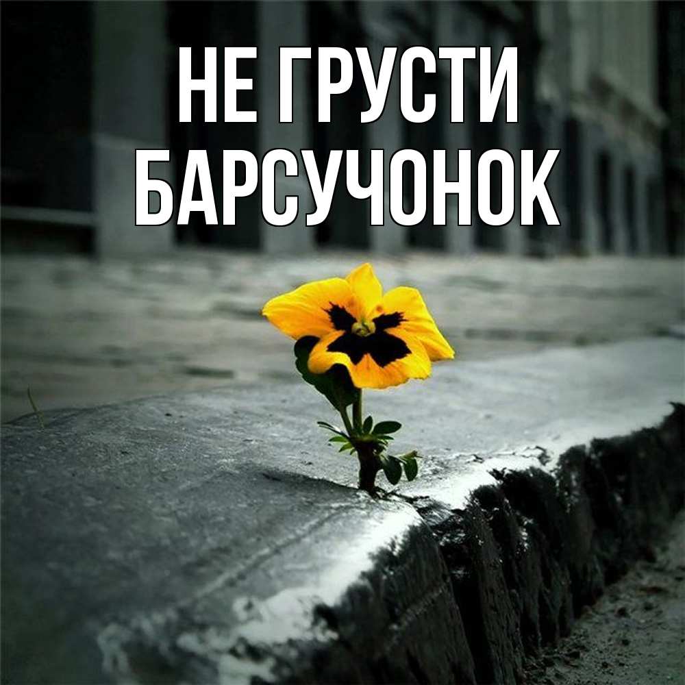 Открытка на каждый день с именем, Барсучонок Не грусти не сдавайся Прикольная открытка с пожеланием онлайн скачать бесплатно 