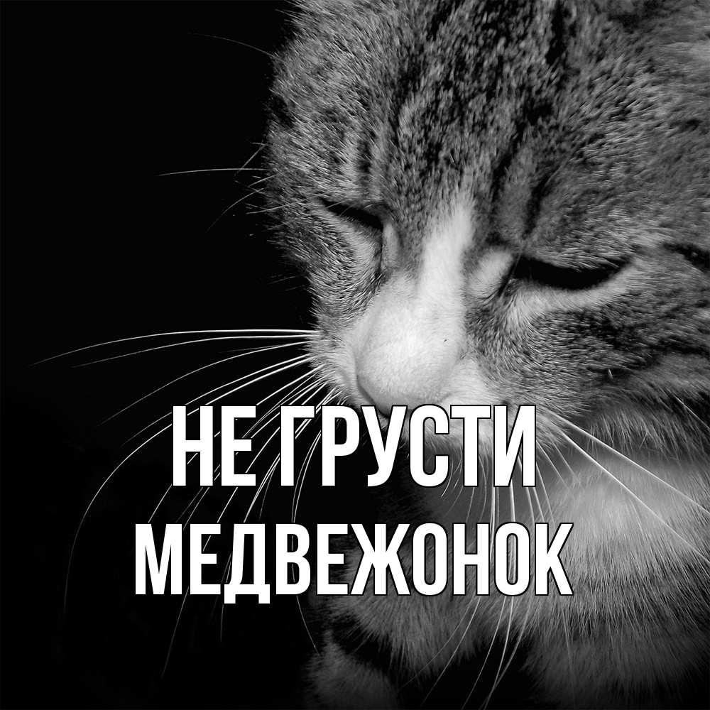 Открытка на каждый день с именем, медвежонок Не грусти грустный котик Прикольная открытка с пожеланием онлайн скачать бесплатно 