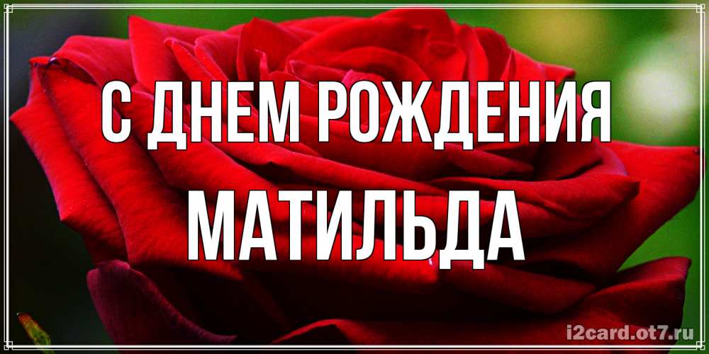 Открытка на каждый день с именем, Матильда С днем рождения розочка очень красивая Прикольная открытка с пожеланием онлайн скачать бесплатно 