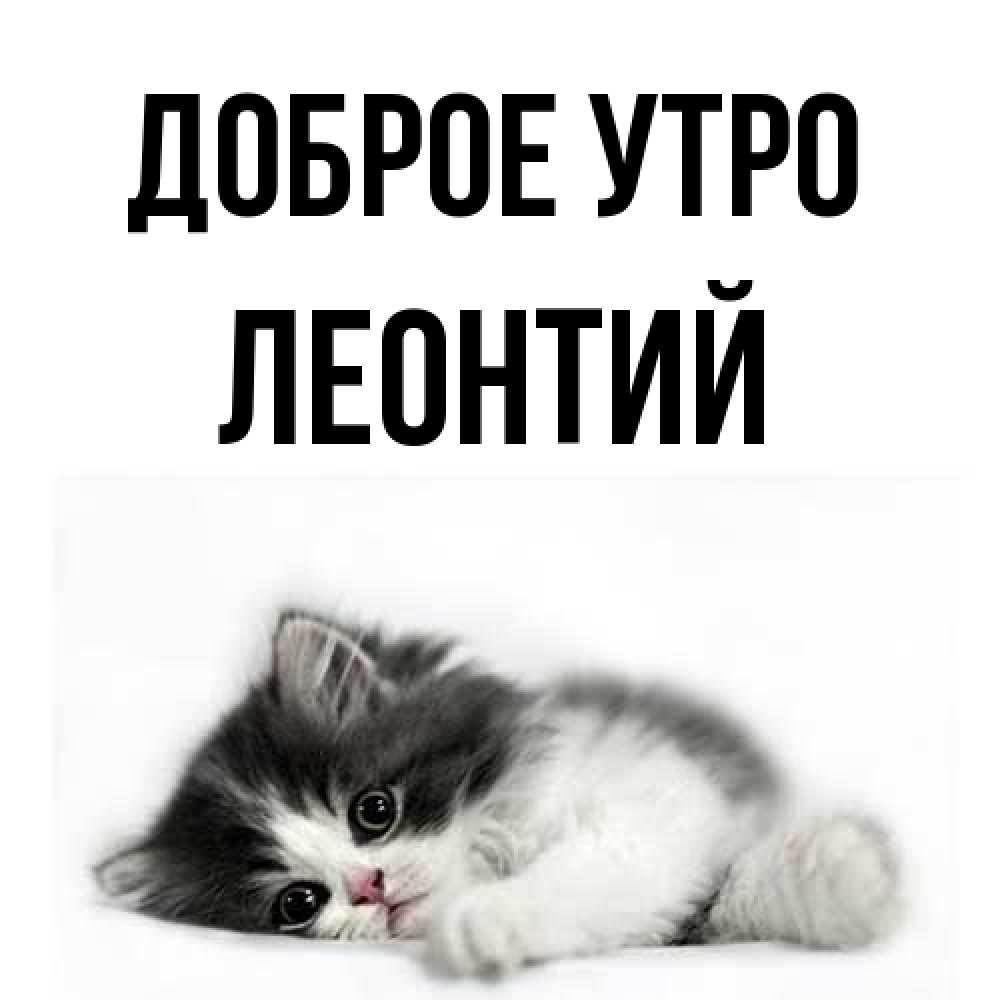 Открытка на каждый день с именем, Леонтий Доброе утро кот лапки Прикольная открытка с пожеланием онлайн скачать бесплатно 