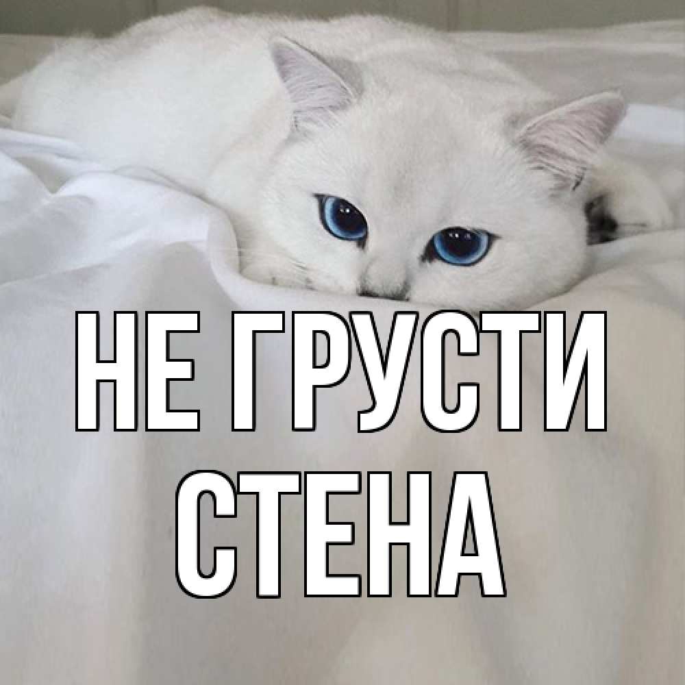 Открытка на каждый день с именем, Стена Не грусти белый кот с голубыми глазами на белоснежной кровати Прикольная открытка с пожеланием онлайн скачать бесплатно 