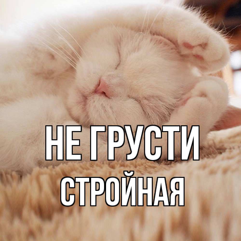 Открытка на каждый день с именем, Стpойная Не грусти белый кот Прикольная открытка с пожеланием онлайн скачать бесплатно 