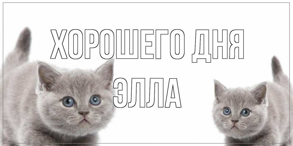 Открытка на каждый день с именем, Элла Хорошего дня открытка с котами Прикольная открытка с пожеланием онлайн скачать бесплатно 