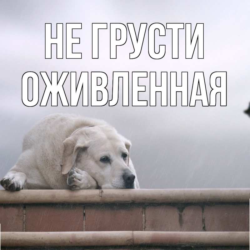 Картинка Не грусти, Оживленная