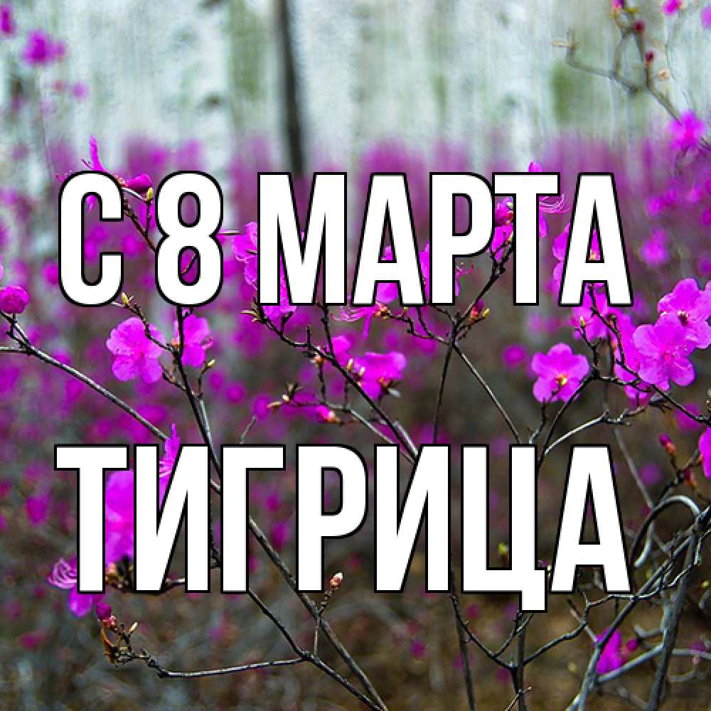 Открытка на каждый день с именем, Тигрица C 8 МАРТА дикие цветы Прикольная открытка с пожеланием онлайн скачать бесплатно 