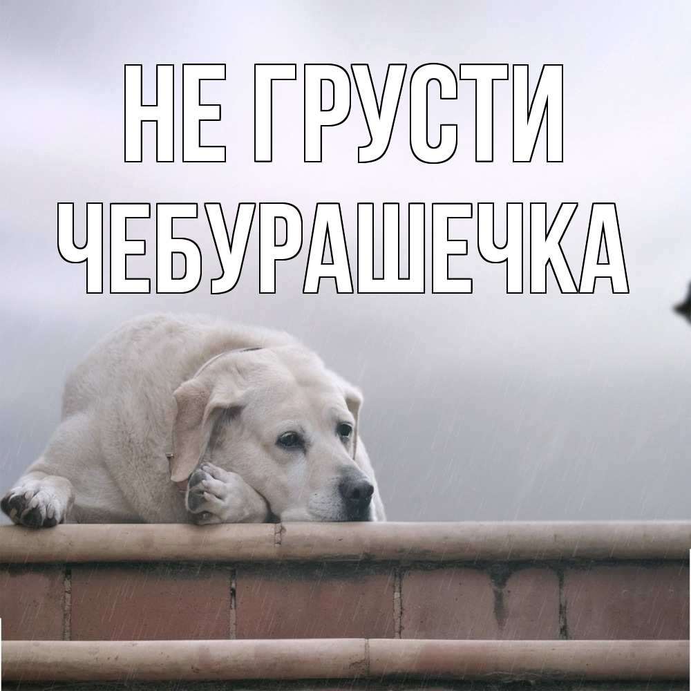 Открытка на каждый день с именем, Чебурашечка Не грусти белый пес 1 Прикольная открытка с пожеланием онлайн скачать бесплатно 