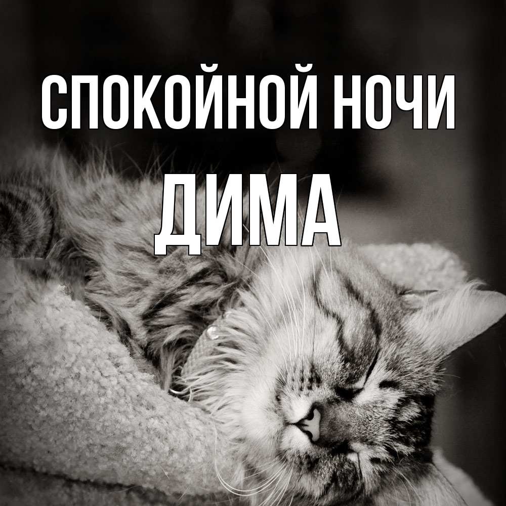 Открытка на каждый день с именем, Дима Спокойной ночи котярик пушистый Прикольная открытка с пожеланием онлайн скачать бесплатно 