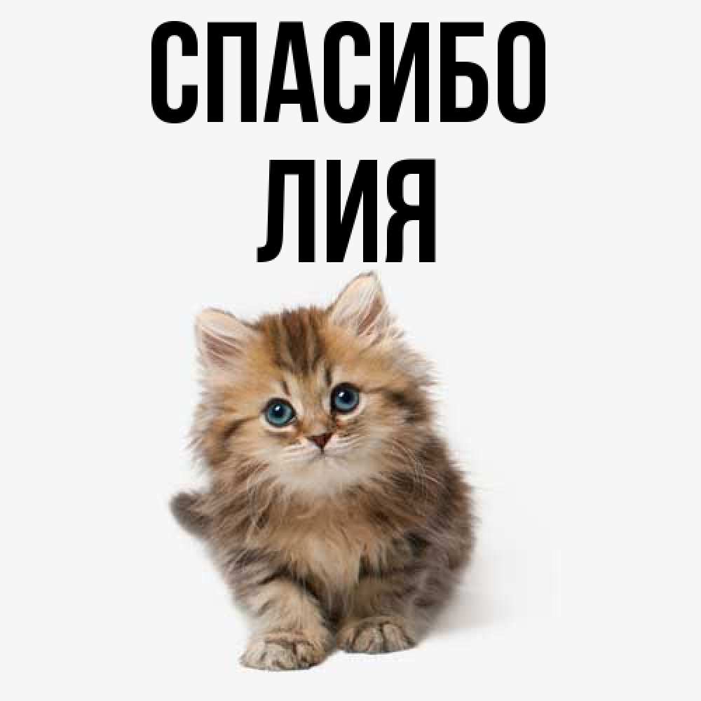 Открытка на каждый день с именем, Лия Спасибо пушистый котик Прикольная открытка с пожеланием онлайн скачать бесплатно 