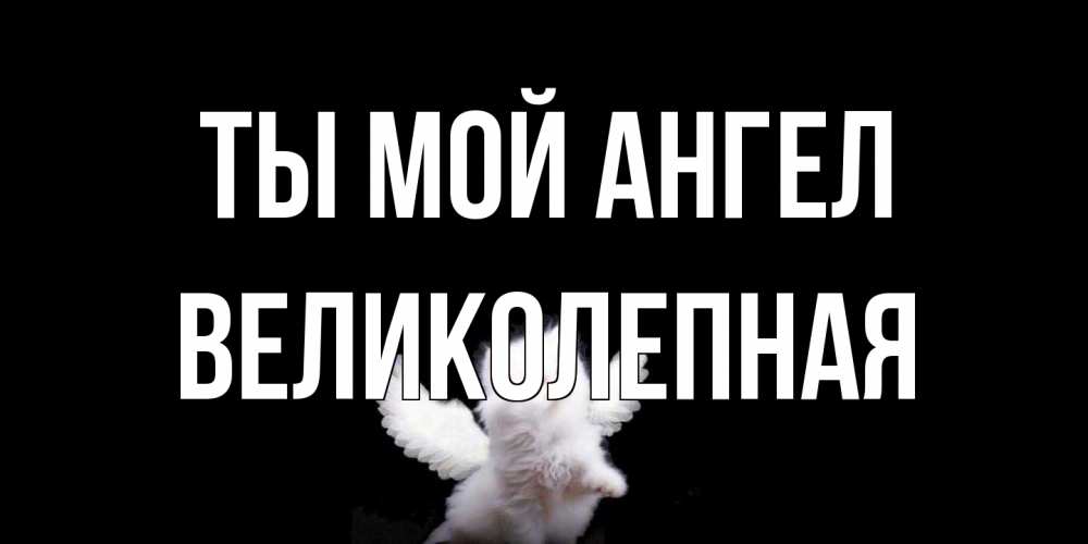 Открытка на каждый день с именем, великолепная Ты мой ангел Кот ангел Прикольная открытка с пожеланием онлайн скачать бесплатно 