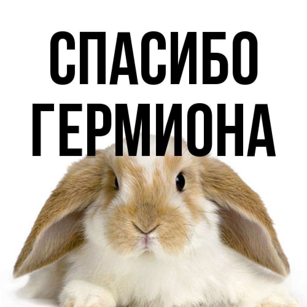 Открытка на каждый день с именем, Гермиона Спасибо коричнево белый заяц Прикольная открытка с пожеланием онлайн скачать бесплатно 