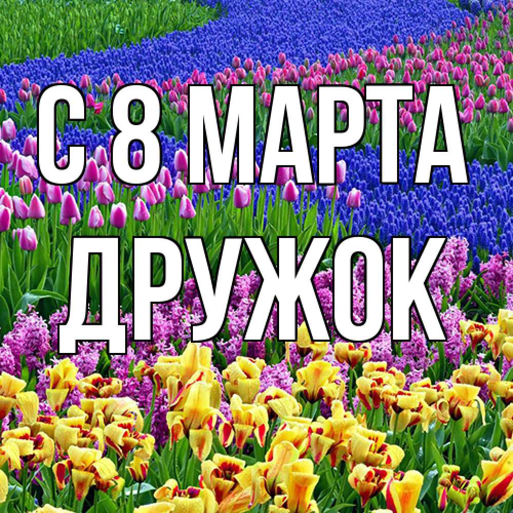 Открытка на каждый день с именем, Дружок C 8 МАРТА цветы Прикольная открытка с пожеланием онлайн скачать бесплатно 