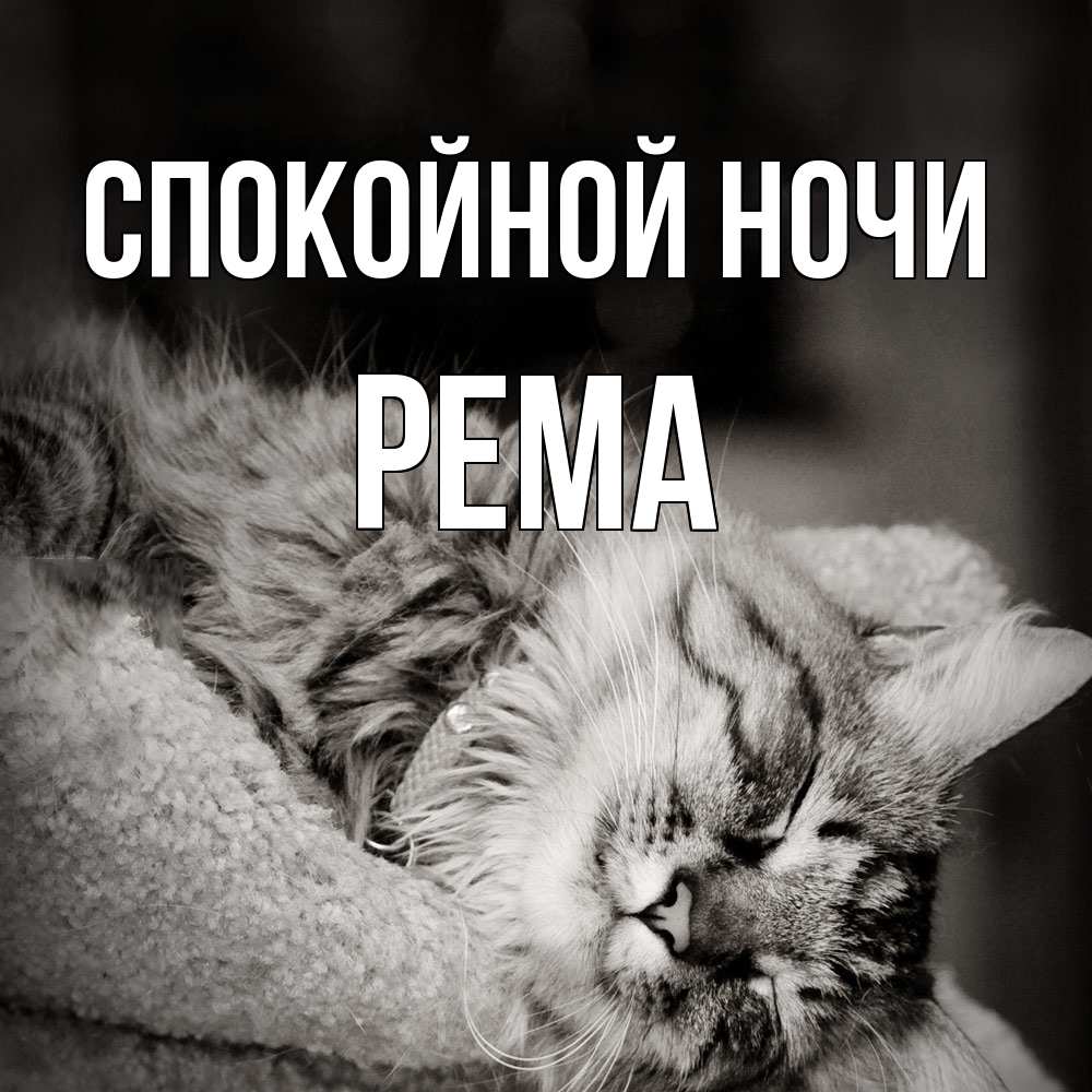 Открытка на каждый день с именем, Рема Спокойной ночи котярик пушистый Прикольная открытка с пожеланием онлайн скачать бесплатно 