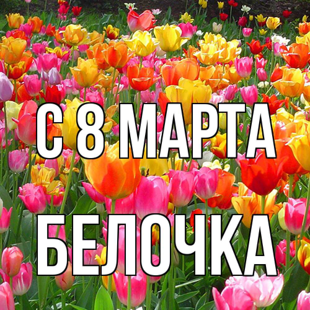 Открытка на каждый день с именем, Белочка C 8 МАРТА на международный женский день Прикольная открытка с пожеланием онлайн скачать бесплатно 