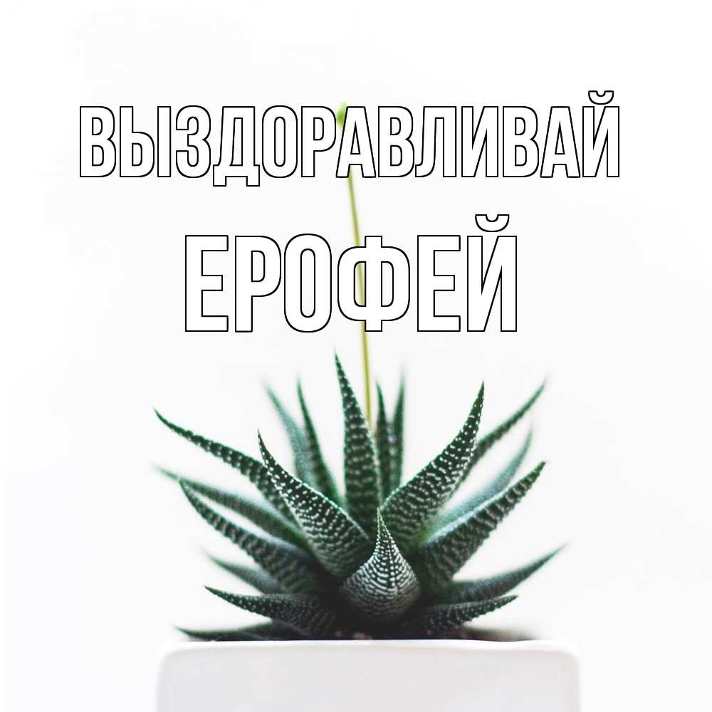 Открытка на каждый день с именем, Ерофей Выздоравливай короче это непонятная колючка Прикольная открытка с пожеланием онлайн скачать бесплатно 