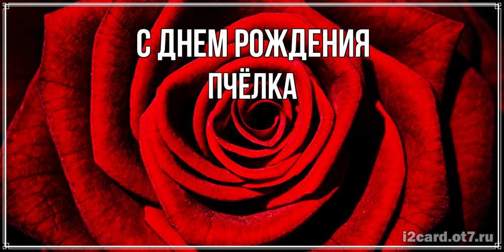 Открытка на каждый день с именем, Пчёлка С днем рождения алая роза Прикольная открытка с пожеланием онлайн скачать бесплатно 