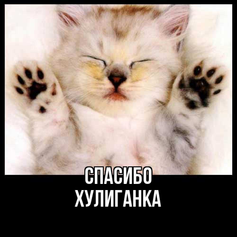 Открытка на каждый день с именем, Хулиганка Спасибо маленький котенок Прикольная открытка с пожеланием онлайн скачать бесплатно 