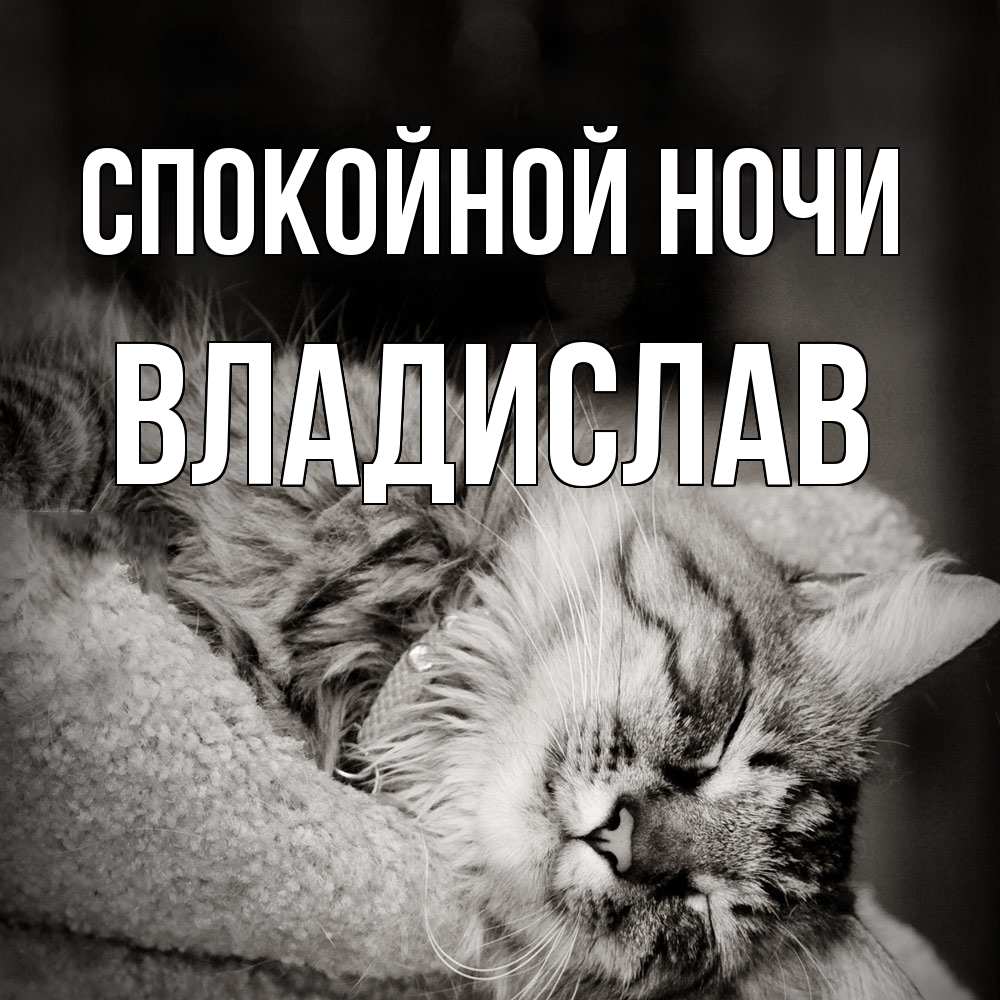 Открытка на каждый день с именем, Владислав Спокойной ночи котярик пушистый Прикольная открытка с пожеланием онлайн скачать бесплатно 