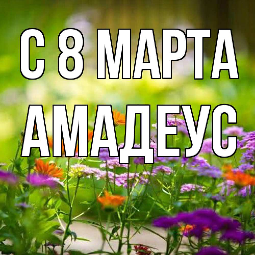 Открытка на каждый день с именем, Амадеус C 8 МАРТА цветы Прикольная открытка с пожеланием онлайн скачать бесплатно 