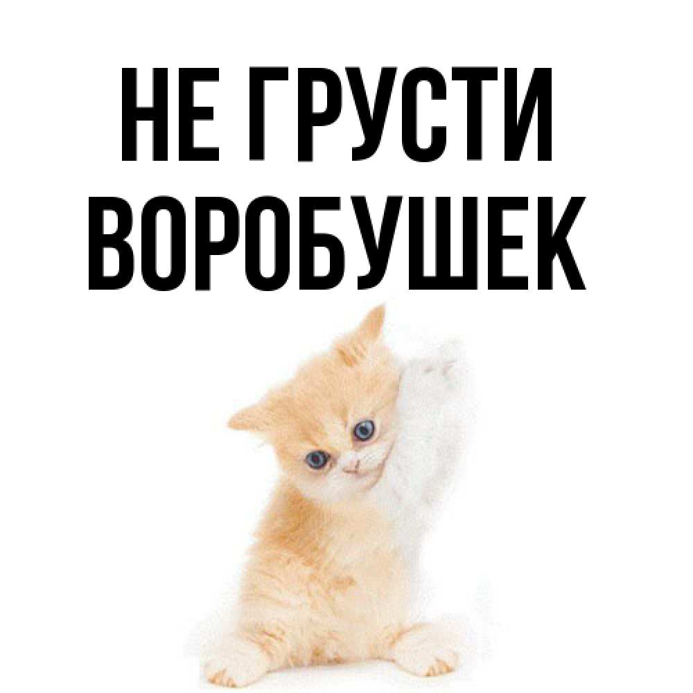 Открытка на каждый день с именем, Воробушек Не грусти просящий кот Прикольная открытка с пожеланием онлайн скачать бесплатно 