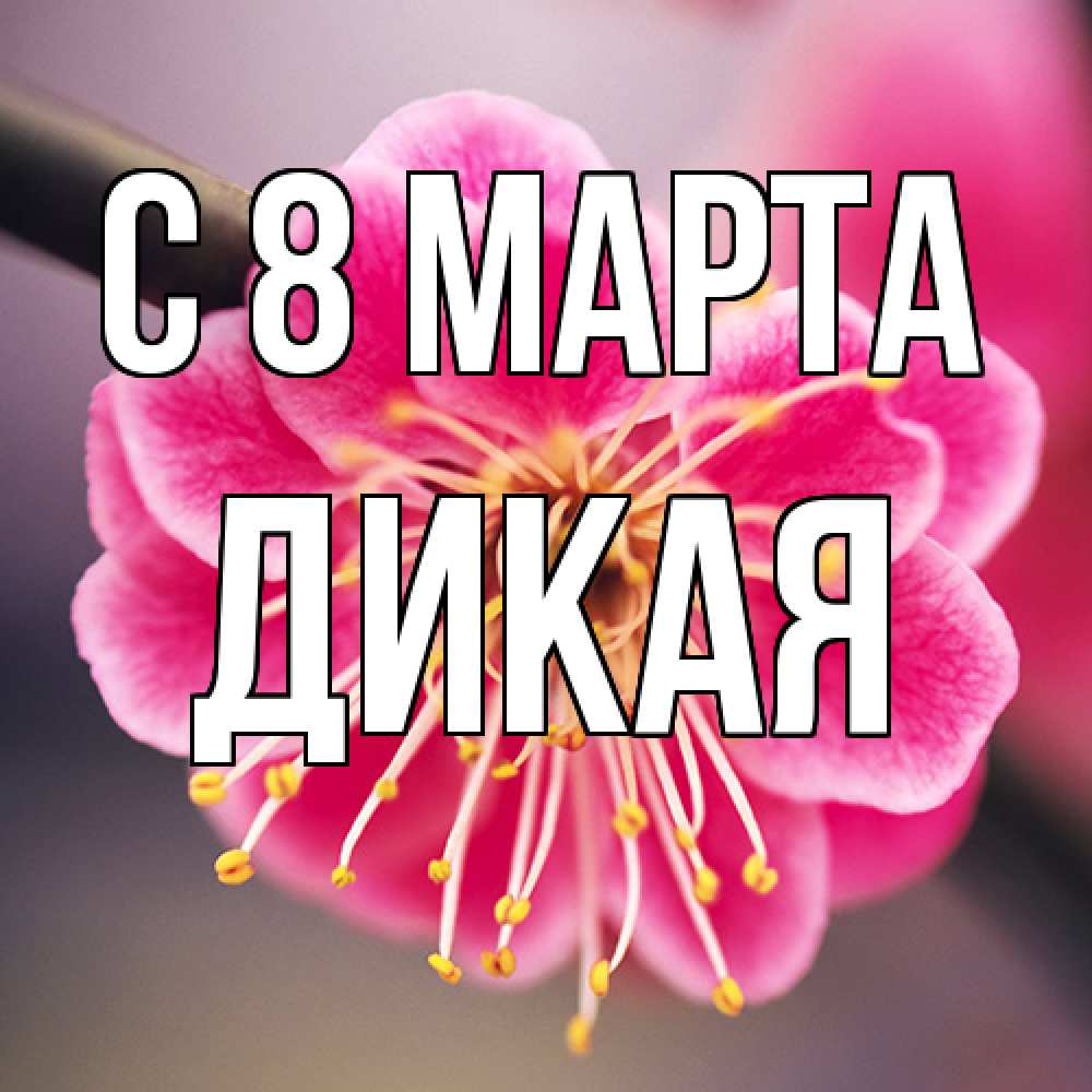 Открытка на каждый день с именем, дикая C 8 МАРТА цветы Прикольная открытка с пожеланием онлайн скачать бесплатно 
