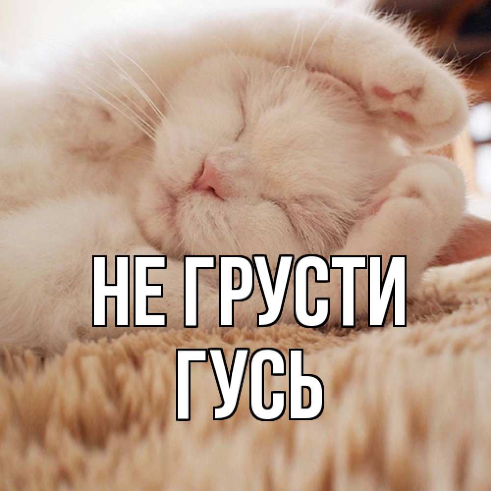 Открытка на каждый день с именем, Гусь Не грусти белый кот Прикольная открытка с пожеланием онлайн скачать бесплатно 