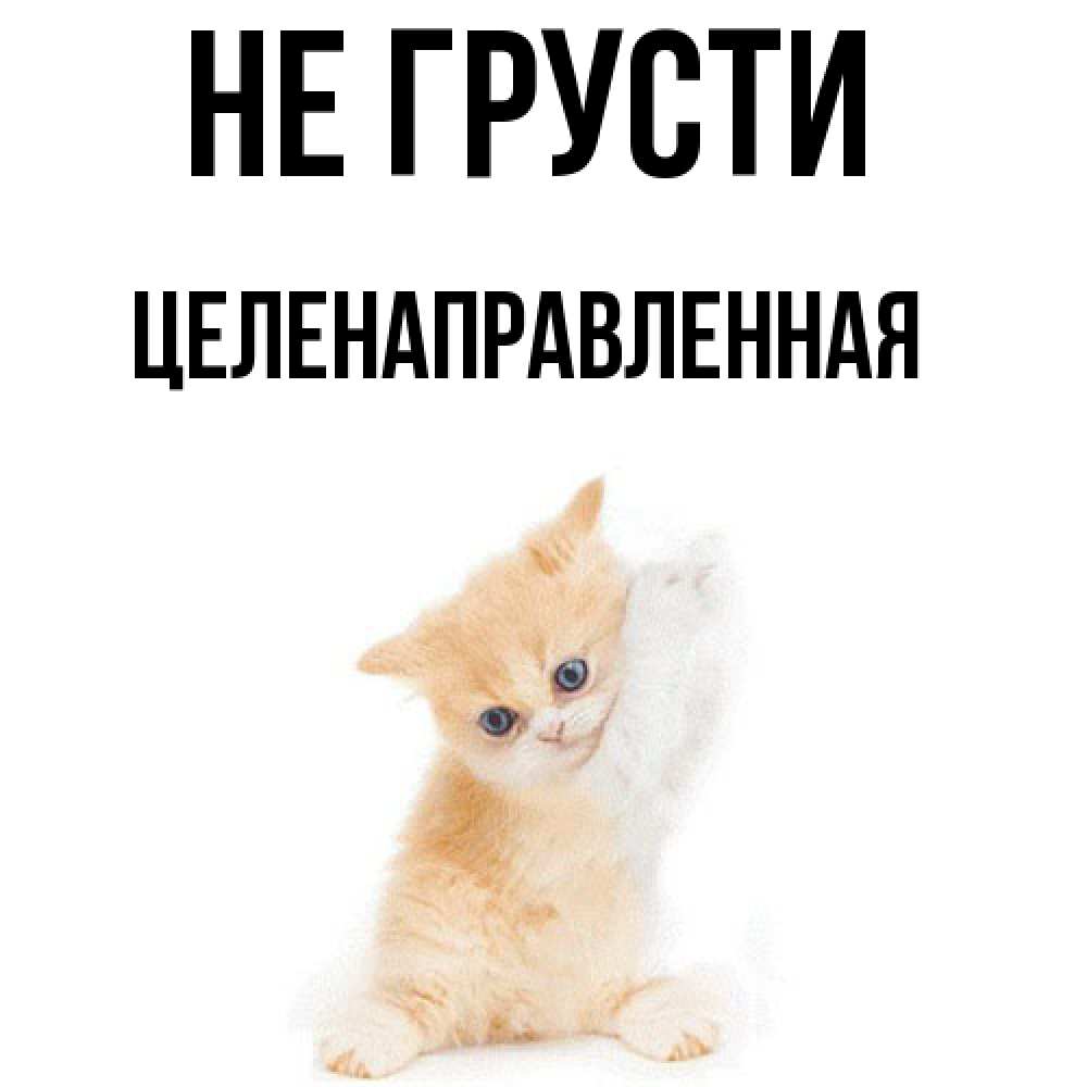 Открытка на каждый день с именем, целенаправленная Не грусти просящий кот Прикольная открытка с пожеланием онлайн скачать бесплатно 