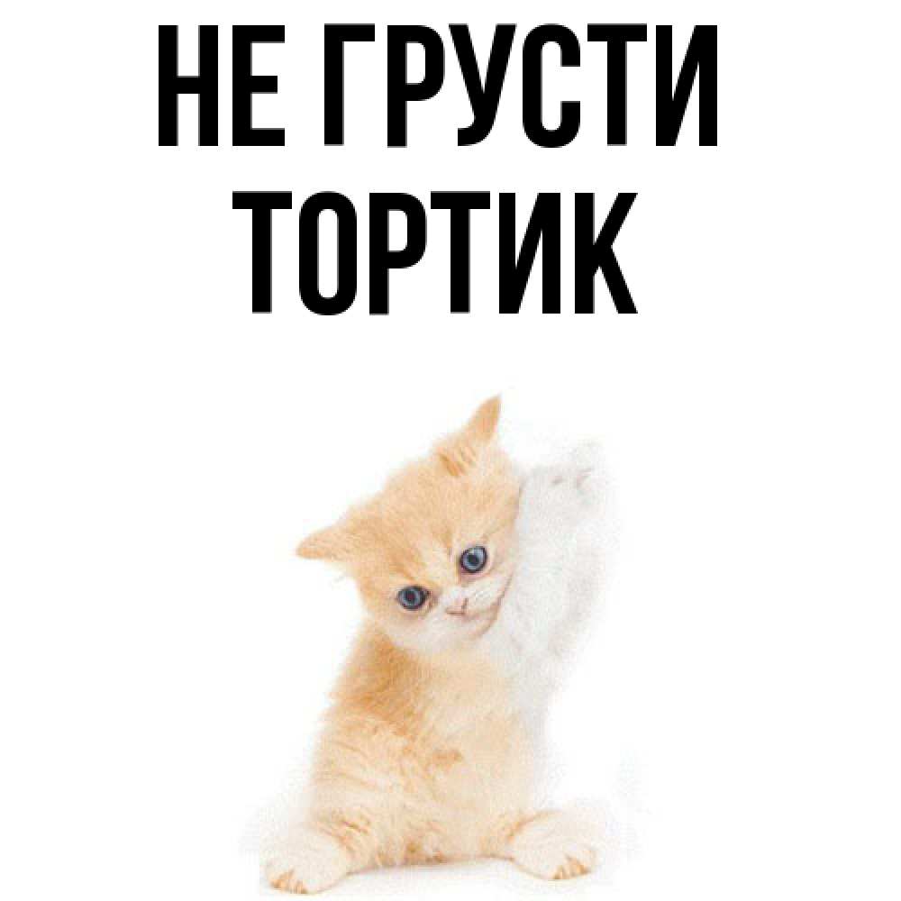 Открытка на каждый день с именем, Тортик Не грусти просящий кот Прикольная открытка с пожеланием онлайн скачать бесплатно 