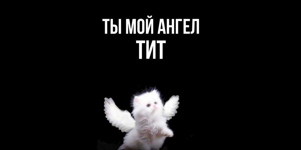 Открытка на каждый день с именем, Тит Ты мой ангел Кот ангел Прикольная открытка с пожеланием онлайн скачать бесплатно 