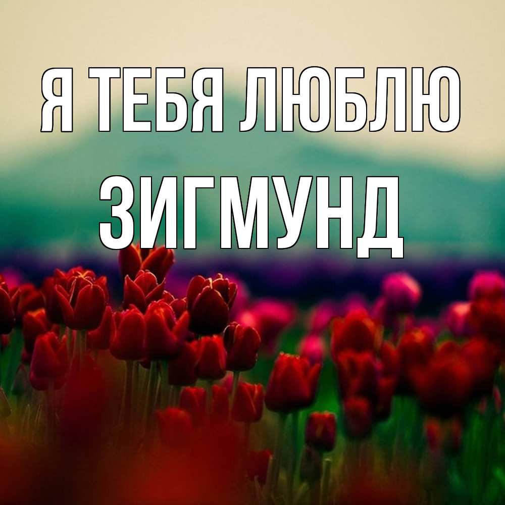 Открытка на каждый день с именем, Зигмунд Я тебя люблю тюльпаны 4 Прикольная открытка с пожеланием онлайн скачать бесплатно 
