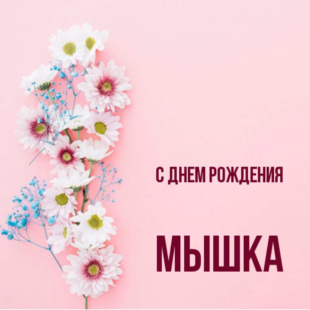 Открытка на каждый день с именем, Мышка С днем рождения Родная моя с днем рождения тебя картинка с цветами белыми и голубыми Прикольная открытка с пожеланием онлайн скачать бесплатно 
