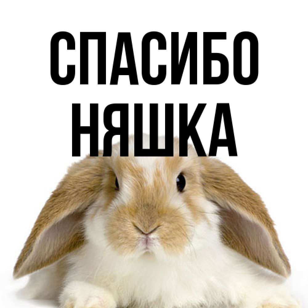 Открытка на каждый день с именем, Няшка Спасибо коричнево белый заяц Прикольная открытка с пожеланием онлайн скачать бесплатно 