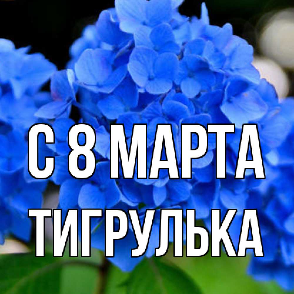 Открытка на каждый день с именем, тигрулька C 8 МАРТА синие цветы Прикольная открытка с пожеланием онлайн скачать бесплатно 