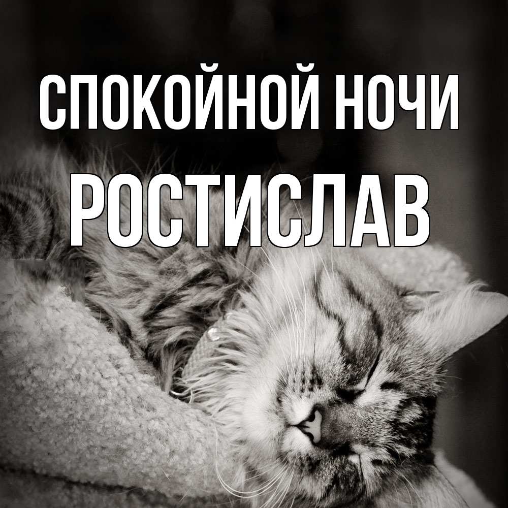 Открытка на каждый день с именем, Ростислав Спокойной ночи котярик пушистый Прикольная открытка с пожеланием онлайн скачать бесплатно 